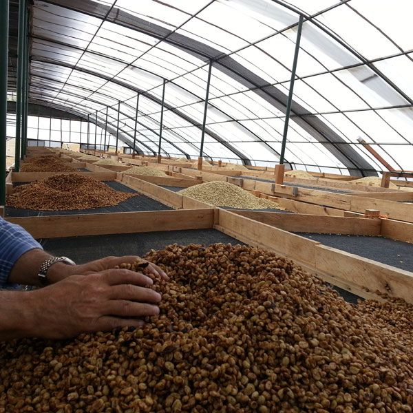 Odoo • Texto e imagen